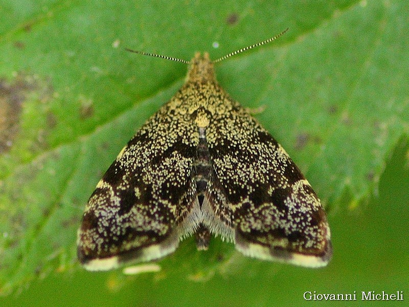 Anthophila fabriciana entrambe?